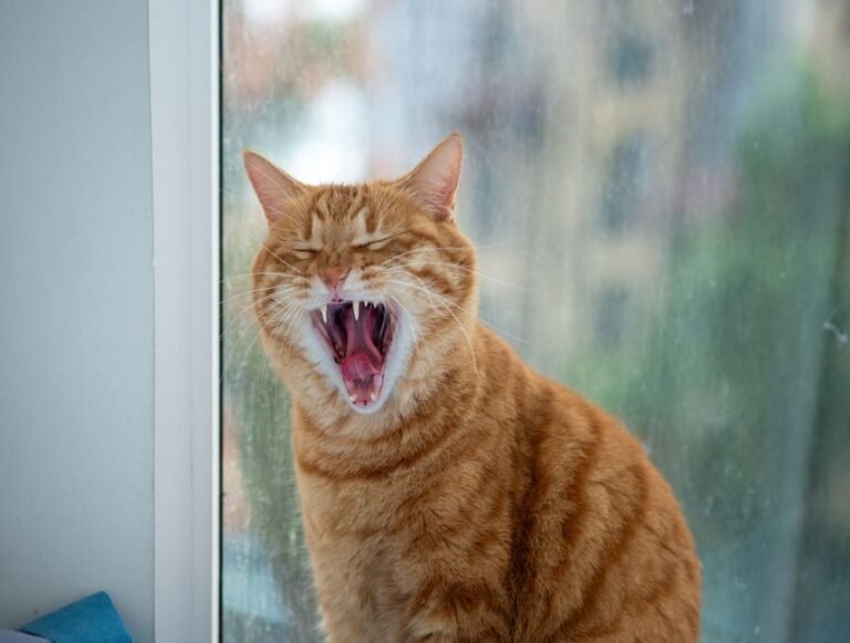 cat morning window