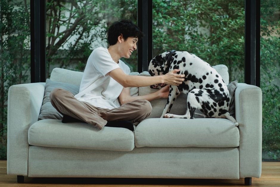 dog on sofa