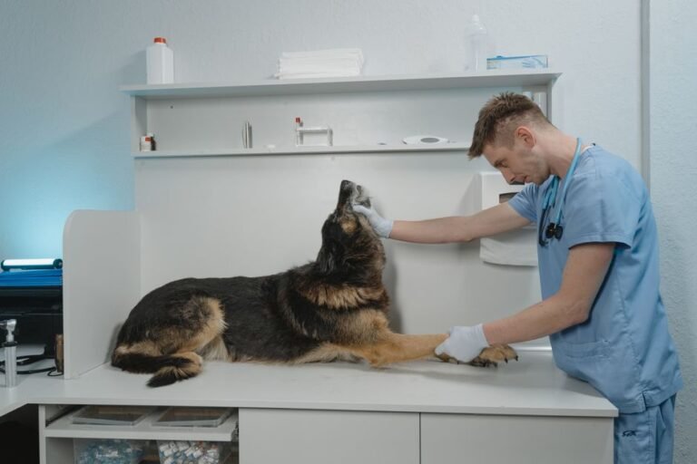 dog at vet