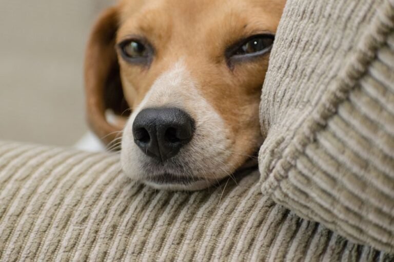 dog resting couch
