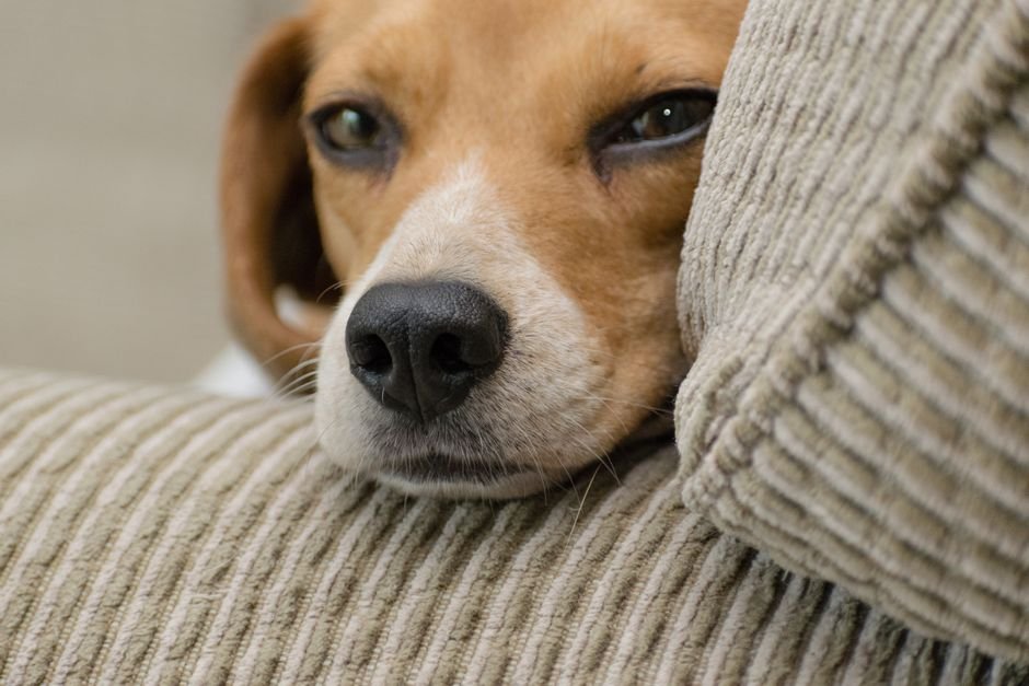 dog resting couch
