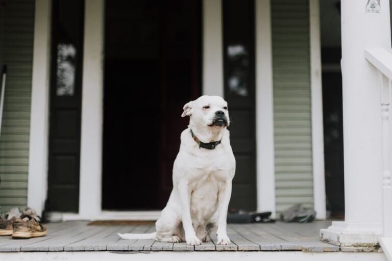 dog front door