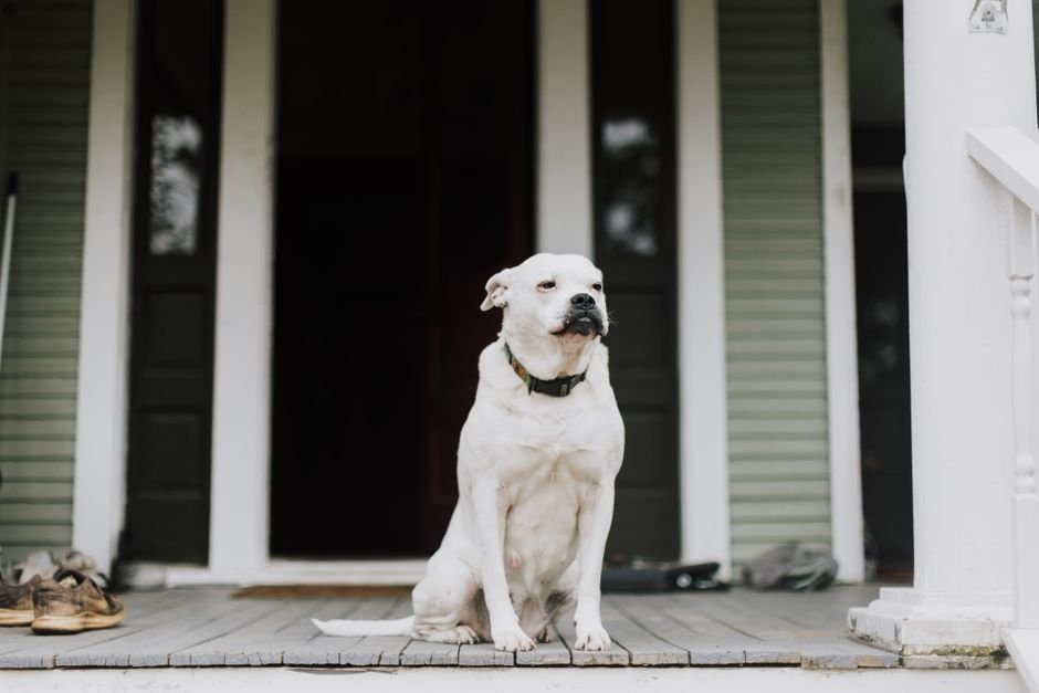 dog front door
