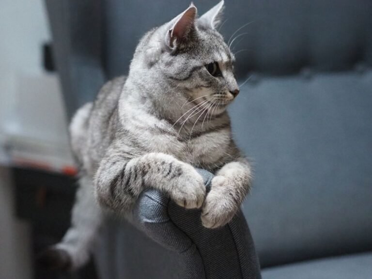 cat on armchair