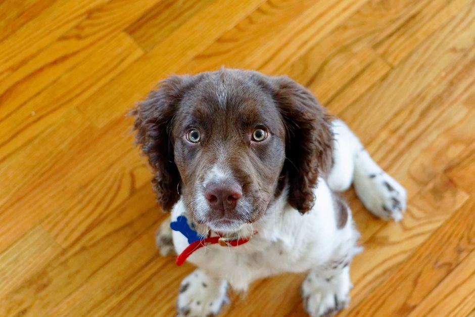 dog hardwood floor