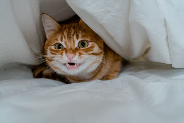 cat hiding under bed