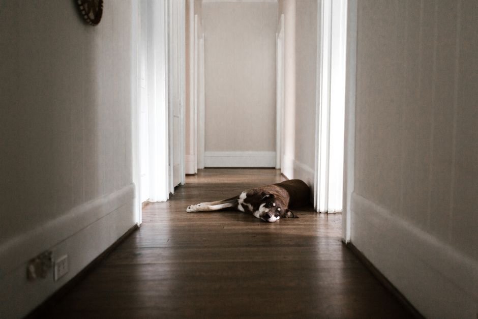 dog hallway door