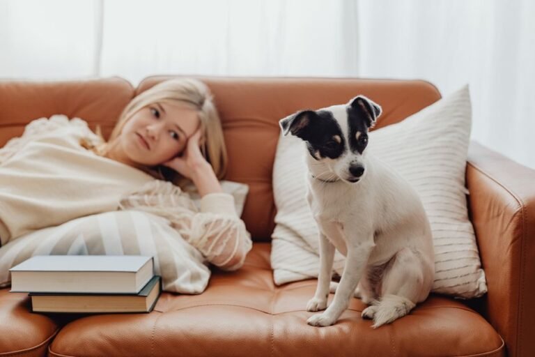 dog hair sofa