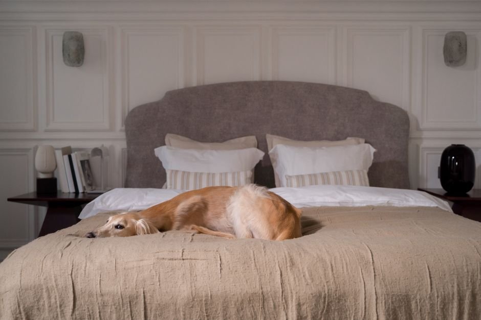 dog on bed