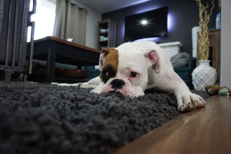 Rearranging the House Around an Older Dog