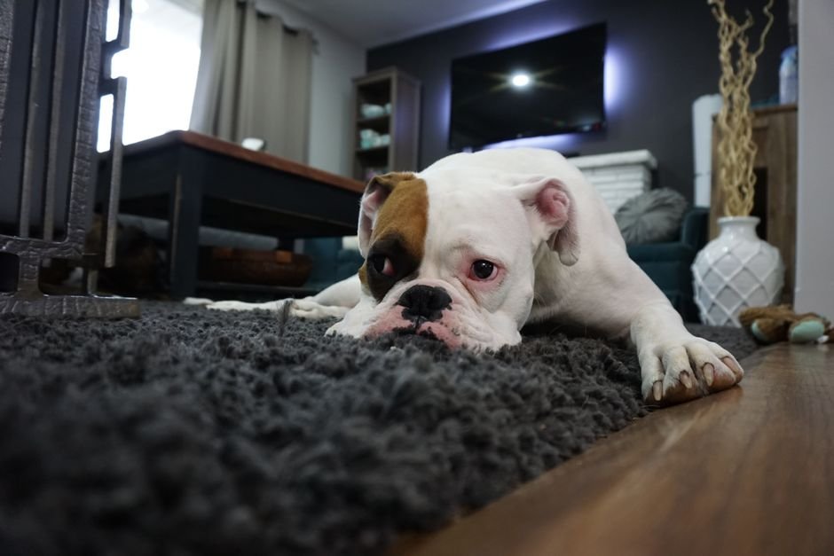 old dog rug home