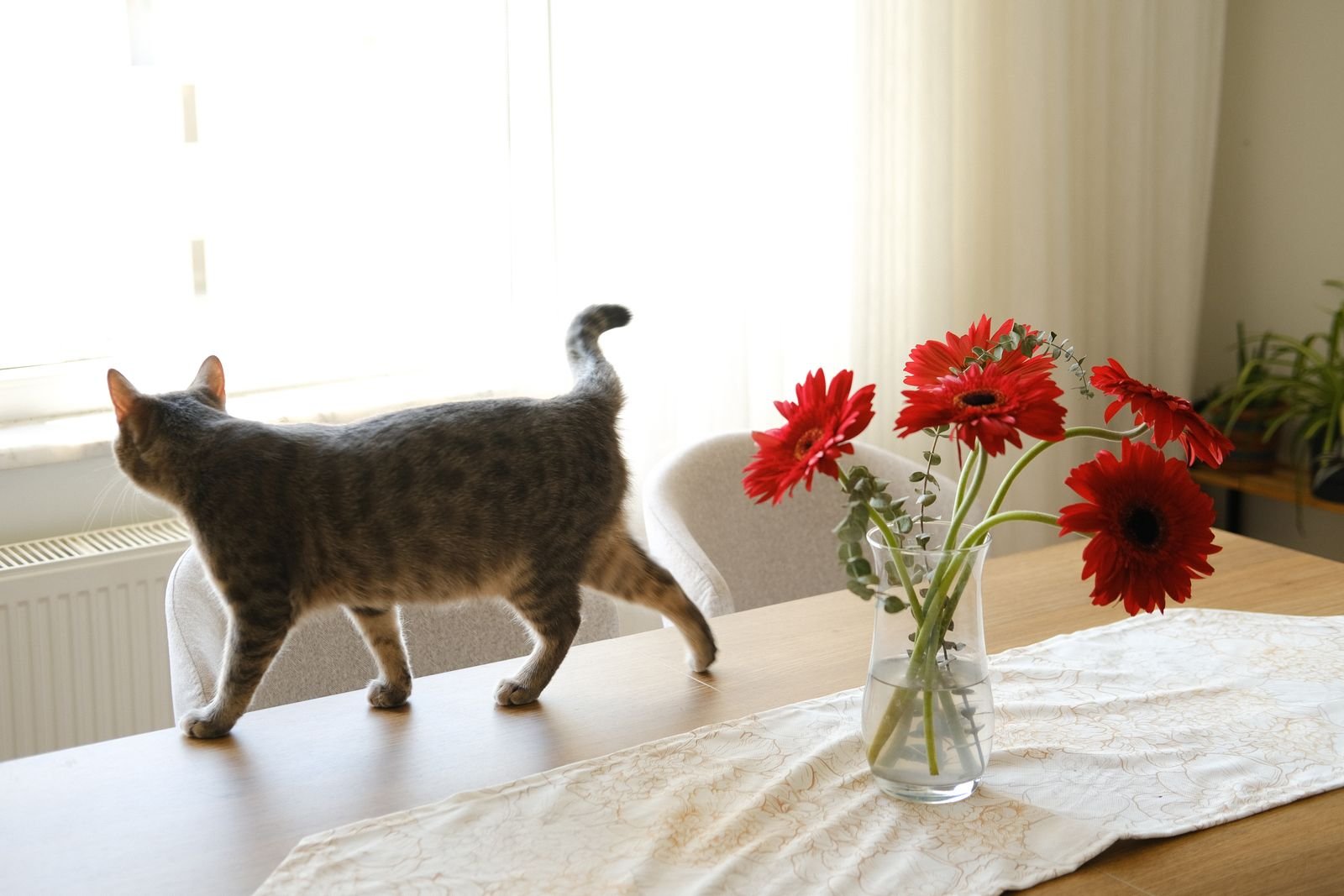 A tabby cat walking across a dining table past a vase of red flowers