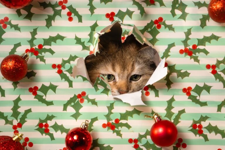Wrapping Presents with a Cat in the House, and Why the Ribbon Matters