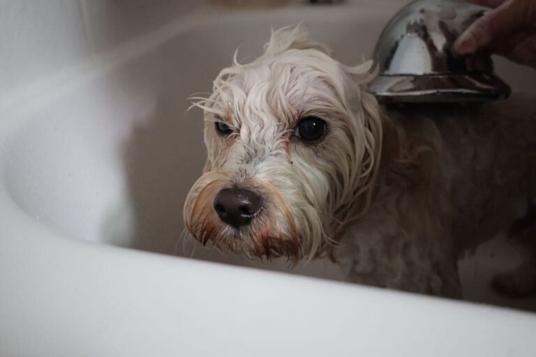 His Bath, Then Mine: How Dog Bath Day Got a Better Ending