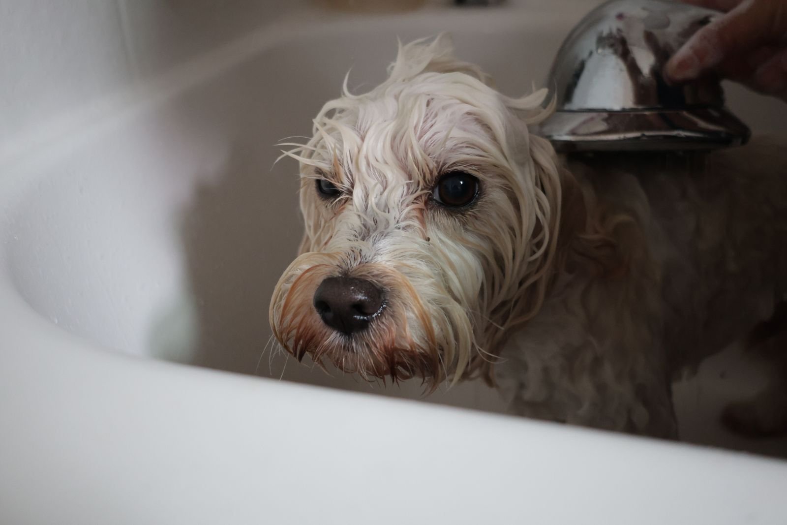 A wet dog sitting in a bathtub during bath time
