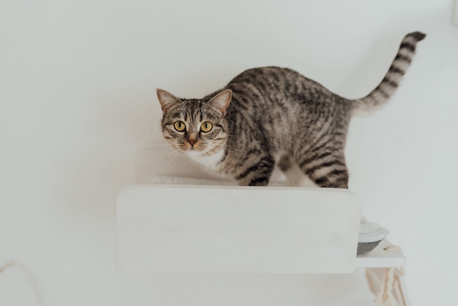 A curious tabby cat standing on a white wall shelf